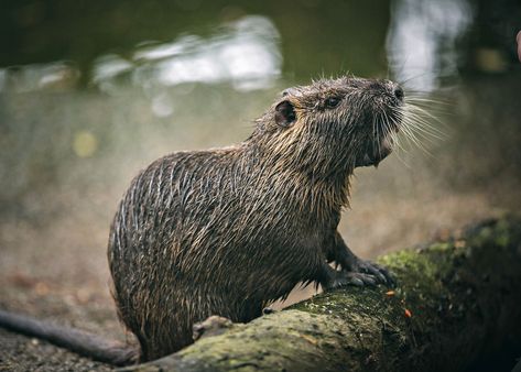 California's war against nutria is getting bloodier. But it's unclear who's winning   #Home #RealEstate #RealEstateAgent… Louisiana Swamp, Good Lord, Light Film, Film Images, Aquatic Animals, Invasive Species, Rodents, Close Image, Brown Bear