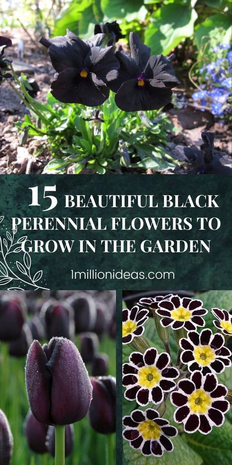 In the natural world, there are countless flowers, and each has its own color and beauty. However, if you are a true flower lover, you will know that black flower species have more attraction than all. Black doesn’t always have to mean dark and dreary! They exude a lovely, charming, and pure beauty that captivates viewers. Gothic Garden Decor Ideas, Black Flower Beds, Black Gardens, Gothic Garden Ideas Front Yard, Black Perennials, Dark Perennials, Black Flower Garden Ideas, Black Peonies, Black And White Landscaping