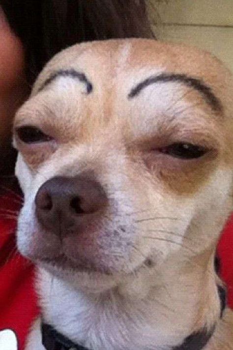 Dog With Eyebrows, Silly Animal Pictures, Funny Dog Faces, Goofy Dog, Very Cute Dogs, Funny Animal Photos, Side Eye, Animals Funny, Chihuahua Love