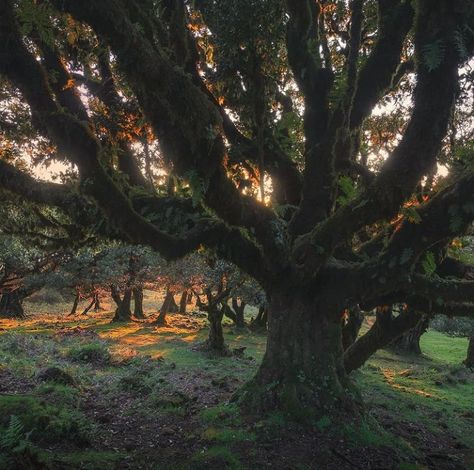 "Woodland Realm" 🍃 📷 By Enrico Fossati Woodland Realm, Amazing Trees, Forest Path, Perfect World, Enchanted Forest, Mother Earth, Beautiful World, Pretty Pictures, Happy Places