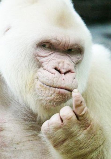 Albino Gorilla, Rare Albino Animals, White Monkey, White Animals, Albino Animals, Rare Animals, Monkey Business, Come Here, Primates