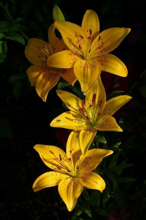 Earth Photography, Lilly Flower, Gold N, Nothing But Flowers, Flower Therapy, Beautiful Flowers Pictures, Exotic Flowers, Lily Flower, Tropical Flowers