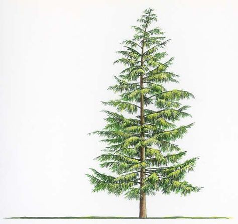 hemlock drawing Western Hemlock Tattoo, Pen Reference, Hemlock Tree, Western Hemlock, Evergreen Tree Tattoo, Washington Nature, Tree Tattoo Meaning, Pine Tattoo, Tree Tattoo Forearm