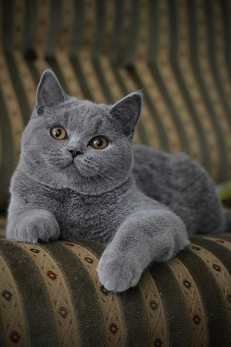 Grey Cat Breeds, British Blue Cat, Regnul Animal, British Shorthair Kittens, British Shorthair Cats, Gray Cat, Grey Cat, British Shorthair, Domestic Cat