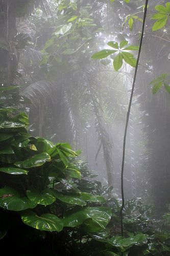 Rainforest Biome, I Love Rain, Douglas Adams, Love Rain, Walking In The Rain, In The Jungle, Rain Photography, Dancing In The Rain, Nature Aesthetic