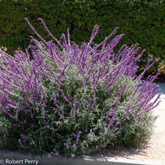 Mexican bush sage + cvs - Inland Valley Garden Planner Texas Native Garden, Rock Purslane, Plaza Landscape, Mexican Bush Sage, Shade Pergola, Mexican Sage, Sage Bush, Butterfly Garden Plants, Hummingbird Plants