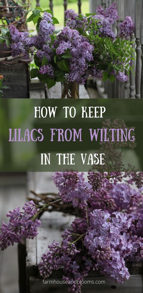 two pictures of lilac flowers cut for the vase Growing Cut Flowers, Lilac Bouquet, Lilac Bushes, Cottage Garden Plants, Flower Farmer, Cut Flower Garden, Flower Care, Lilac Flowers, Easy Garden