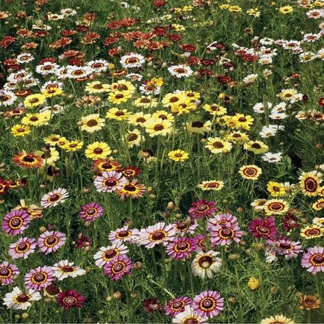 🌸🌞 Crazy Days of Summer Sale: Painted Daisy Mix Seeds – 50% Off! 🌞🌸 Brighten your garden with the cheerful Painted Daisy Mix! These stunning blooms come in a variety of brilliant colors, each with unique bull's-eye patterns. Easy to grow and re-seeding, these annuals will bring joy year after year. Perfect for attracting butterflies and bees, they thrive in full sun or partial shade and are resistant to deer and rabbits. Enjoy blooms from midsummer to fall. Grab this vibrant deal now! 🌼✨ ... Chrysanthemum Seeds, Painted Daisy, Meadow Garden, Two Flowers, Daisy Painting, Crazy Day, Attract Pollinators, Plant Labels, Vegetable Seeds