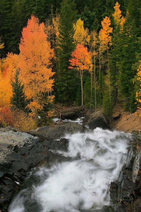 Gary Soles Gallery | John Fielder | Creek Willows Colorado In The Fall, Colorado Fall, Durango Colorado, Awesome Nature, Mountain High, Fall Deco, Unique Fall, Unique Perspective, Aspen Trees