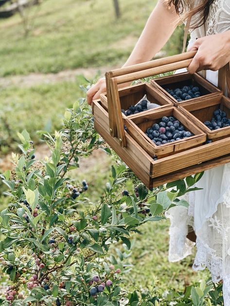 Blueberry Garden, Terrace Design Ideas, Blueberry Gardening, Growing Blueberries, Blueberry Farm, Farm Lifestyle, Future Farms, Blueberry Bushes, Terrace Design