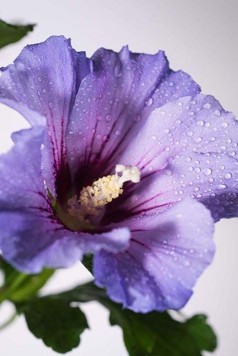 Botanical Rose, Hibiscus Syriacus, Purple Hibiscus, Sweet Flowers, Rose Of Sharon, Purple Lilac, Hibiscus Flowers, Flower Pictures, Botanical Art