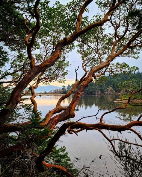 Colour Collage, Arbutus Tree, West Coast Canada, Painted Landscapes, Background References, Sunshine Coast Bc, Painting Trees, 4 Friends, Color Collage