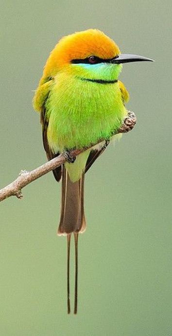 Burung Kakatua, Bee Eater, Most Beautiful Birds, Kinds Of Birds, Australian Birds, Colorful Bird, Nature Birds, Bird Pictures, Exotic Birds