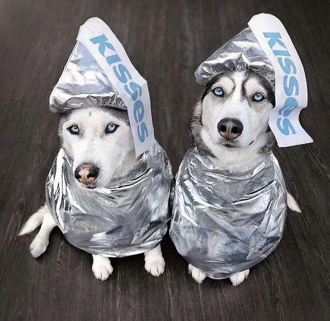 Husky Costume, Cat Halloween Costume Pet, Husky Pics, Very Cute Puppies, Easter Dog, Cat Halloween Costume, Halloween Dog, Dog Halloween Costumes, Dog Costumes