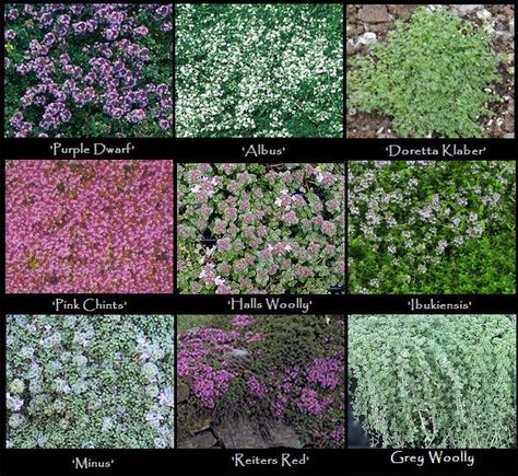 Deer resistant - Creeping Thyme Creeping Thyme, Pergola Swing, Pergola Lighting, Ground Cover Plants, House Plant Care, Landscaping Plants, Ground Cover, Lighting Ideas, The Ranch