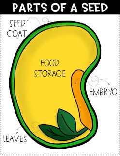 Parts of a seed diagram Parts Of A Seed Printable, Parts Of A Seed Diagram, Seed Diagram, Parts Of A Seed, Plant Lessons, Biology Plants, I Am A Teacher, Science Anchor Charts, Plants Unit