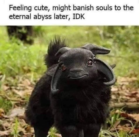 Witchy Memes part 25 - witch post - Imgur Spooky Memes, Black Sheep, Animal Jokes, Cute Funny Animals, Popular Memes, Funny Animals, Sheep, Funny Pictures, Funny Memes