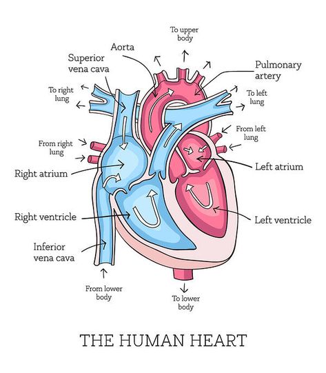 Human Heart Anatomy, Heart Diagram, Nurse Study, Nursing School Motivation, Basic Anatomy And Physiology, Nurse Study Notes, Nursing Student Tips, Heart Anatomy, Biology Facts