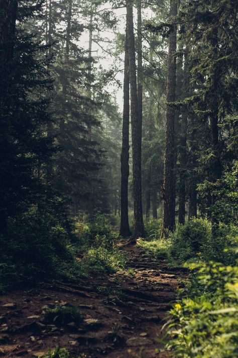 숲 사진, Dark Naturalism, Japanese Forest, Forest Bathing, Forest Background, Forest Pictures, Conceptual Photography, Forest Wallpaper, Beautiful Forest