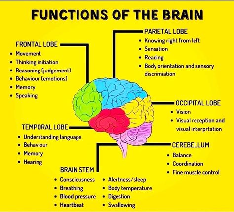 Areas Of The Brain And Their Function, Part Of Brain And Function, Function Of The Brain, Map Of The Brain, Part Of The Brain, Brain Function Chart, How The Brain Works, Brain Parts And Functions Psychology, Brain Anatomy And Function Notes