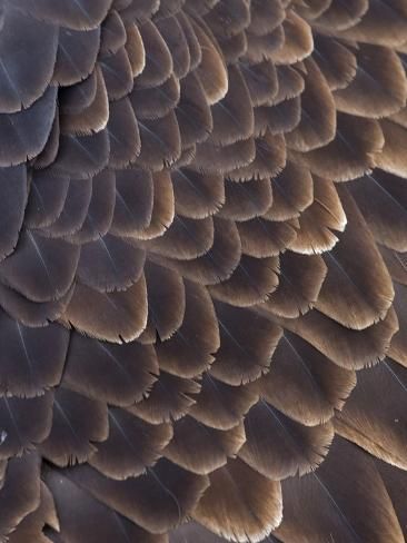 size: 12x9in Photographic Print: Close-up of Bald Eagle feather, Homer, Alaska, USA by Keren Su : Bald Eagle Feather, Bird Anatomy, Eagle Mask, Bald Eagle Art, Hawk Feathers, Homer Alaska, Eagle Feather, Alaska Usa, Eagle Feathers