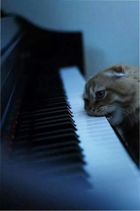 Cat biting piano keys Nosara, Funny Cat Pictures, The Keys, Orange Cat, Crazy Cat Lady, Cat Photo, Crazy Cats, Cat Lady, Cat Pics