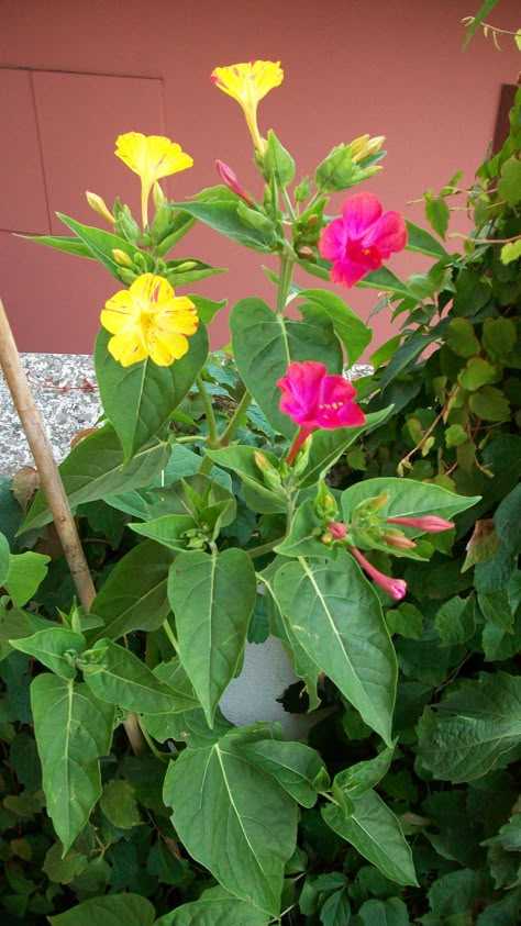 Four O'Clock Flowers or Marvel of Peru. We call these the Koolaide Plants, as they smell just like koolaide powder Four Oclock Flowers, Four O Clock Flowers, Flowering Plants In India, Mirabilis Jalapa, Clock Flower, Love Rose Flower, Herb Garden In Kitchen, Very Beautiful Flowers, Plant Varieties