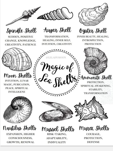 Shells Meaning, Shell Meaning, Shell Magic, Ocean Symbolism, Seashell Meaning, Sea Shell Meaning, Shell Witchcraft, Shells Witchcraft, Sea Magic