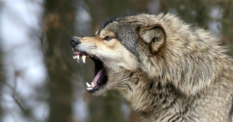 Growling is used as a warning. A wolf may growl at intruding wolves or predators, or to indicate dominance.   Wolves use body language to co... Wolf Angry, Wolf Growling, Wild Animals Attack, Snarling Wolf, Wolf Poses, Angry Wolf, Tattoo Wolf, Fierce Animals, Animal Attack