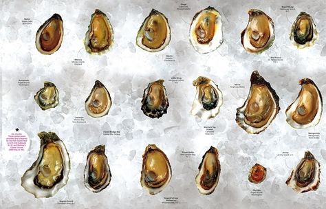 There are only 5 kinds of oysters. | The Only 7 Things You Need To Know AboutOysters Types Of Oysters, Eating Oysters, Dessert Chef, Best Oysters, Grilled Oysters, Shucking Oysters, Raw Oysters, Oyster Recipes, Shellfish Recipes