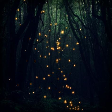 Firefly Wedding Theme, Fairy Lights Forest, Fireflies Aesthetic, Aylin Core, Cottage Core Forest, Forest Lights, Firefly Photography, Firefly Wedding, Dark Fairies