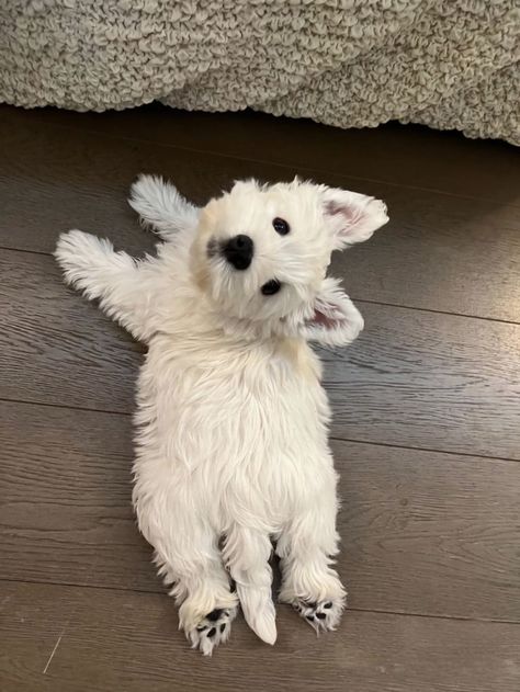 White Scottish Terrier, West Terrier, Dog Bread, Westie Puppies, Cute Dog Photos, Very Cute Dogs, Westie Dogs, Cute Dog Pictures, Really Cute Dogs