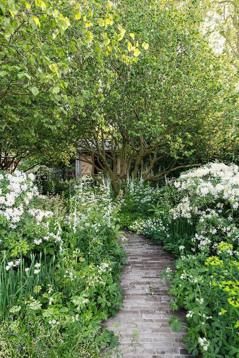 Tom Stuart-Smith National Garden Scheme Garden | Chelsea Flower Show | The English gArden Tom Stuart Smith Planting, English Woodland Garden, English Front Garden, Tom Stuart Smith Gardens, Chelsea Flower Show Gardens, Chelsea Garden Show, Paved Garden, Garden Combinations, Small English Garden