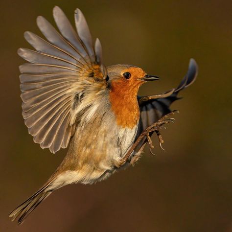 Robin Elliott (@robinelliottphotography) posted on Instagram: “Robin in flight #robin #robinredbreast #robins #flight #wings #feathers #bird #birds #bird_shot #bird_brilliance #bird_freaks…” • Feb 2, 2021 at 9:06pm UTC Robin In Flight, Robin Flying, Flight Wings, Wings Feathers, Robin Redbreast, Feb 2, Birds Flying, In Flight, Robins