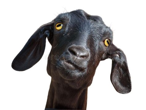 Black goat isolated on white. Head of silly looking black goat isolated on white , #Affiliate, #isolated, #white, #Black, #goat, #Head #ad Weird Looking Animals, Types Of Goats, Goat Picture, Nubian Goat, Black Goat, Goat Barn, Make Funny Faces, Goats Funny, Cute Goats