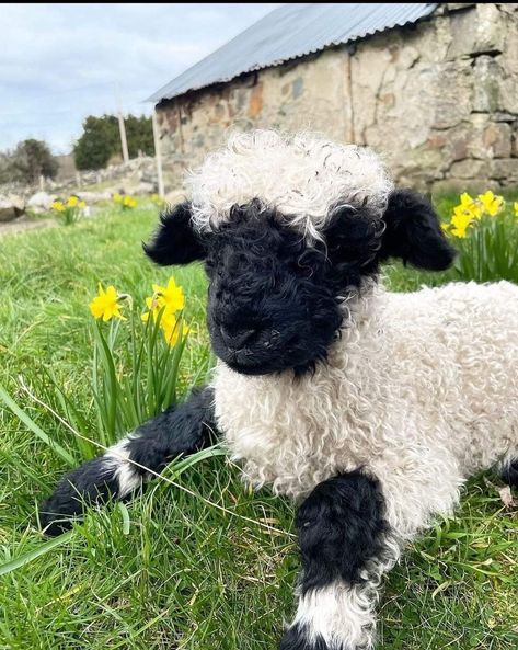 Sheep Photography, Sheep Photos, Babydoll Sheep, Blacknose Sheep, Valais Blacknose, Hard Images, Valais Blacknose Sheep, Farm Sheep, Fav Animal