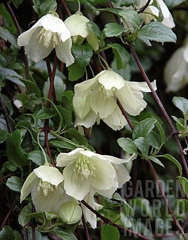 Clematis cirrhosa 'Wisley Cream' is a large evergreen climber with divided, lobed and toothed glossy dark green leaves which are bronze in winter, and nodding pale cream flowers to 8cm across, in late autumn, winter or early spring. Good silky seedheads. This winter-flowering clematis is perfect for training over a pergola, doorway or arch, in a sunny, sheltered site. blooms from November to March, zone 7-9 Clematis Cirrhosa, Evergreen Clematis, Evergreen Climbers, Autumn Clematis, Clematis Plants, Clematis Vine, Garden Vines, Moon Garden, Climbing Vines