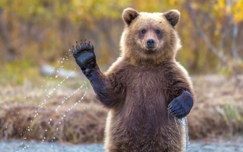 Animals Waving Goodbye 5 Bear Beruang Grizzly, Waving Bear, Spirit Animal Quiz, Animal Quiz, Brown Bears, Funny Bears, Cub Scouts, Bear Cubs, Boston Bruins