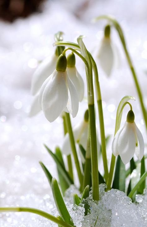 Snowdrops aren't just for the spring, as they can be commonly seen sprouting up through the snow with their graceful blooms. Snow Drops, Garden Calendar, Spring Flowering Bulbs, Spring Bulbs, Language Of Flowers, Winter Flowers, Gorgeous Gardens, Growing Flowers, Exotic Flowers