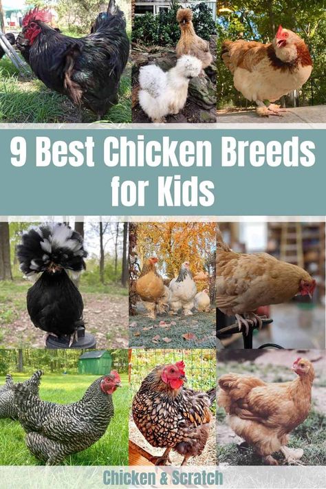 Best Pet Chicken Breeds, Backyard Chicken Breeds, Cool Chicken Breeds, Egg Laying Chickens Breeds, Fluffy Chicken Breeds, Kinds Of Chickens Hens, Cutest Chicken Breeds, Chicken Breeds With Pictures Chart, Breeds Of Chickens Pictures