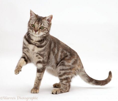 Silver tortoiseshell cat Cat Side Profile Standing, Walking Photo, 100 Challenge, Stream Ideas, Animal Poses, Silver Tabby Cat, Cat References, Car Animation, Cat Walking