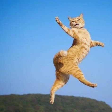 Dancing Cat, Cat Pose, Happy Cat, All About Cats, Strike A Pose, Cat Life, Funny Cute, Cat Memes, Cat Art