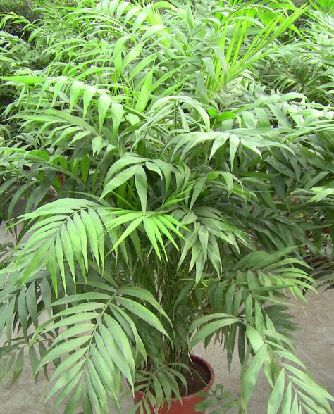 Chamaedorea elegans Chamaedorea Elegans, Parlor Palm, In Home Garden, Big Plants, Tree Seeds, Garden Yard, Rare Plants, Garden Outdoor, Palm Tree