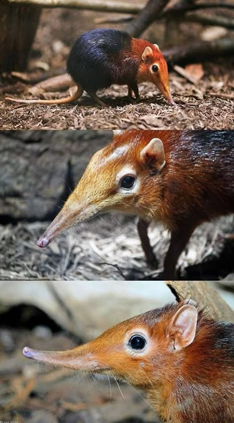 Elephant Shrew, Strange Animals, Interesting Animals, Unusual Animals, Rare Animals, Cool Animals, Animal Reference, Baby Animals Funny, Animal References