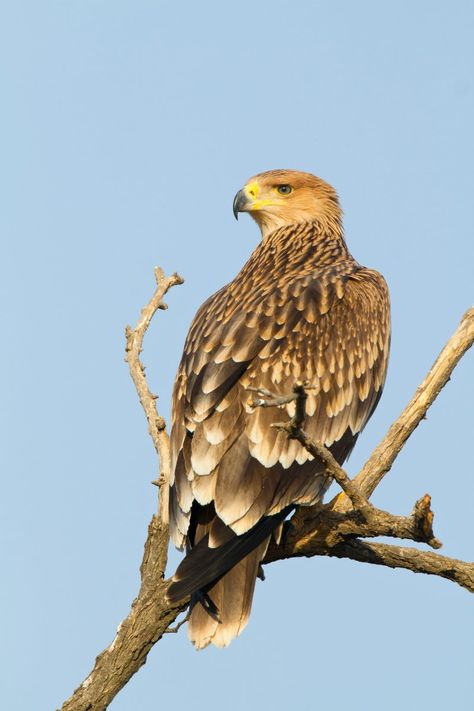 Eastern Imperial Eagle Eastern Imperial Eagle, Eagle Soaring, Imperial Eagle, Raptors Bird, Bird Of Prey, Arabian Nights, Mineral Stone, Libya, Birds Of Prey