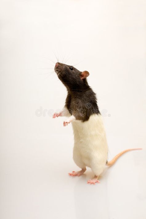 Rat Standing, Mouse Standing, Standing At Attention, Mouse Rat, Rats, Stock Photography, White Background, Photo Image, Stock Photos