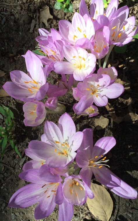 Autumn Crocuses 🌸🌸 Autumn Crocus Flower, Snow Crocus, Saffron Crocus Flower, Purple Crocus Flower, Autumn Crocus, Purple Crocus, Circle Border, Circle Borders, Inktober 2024