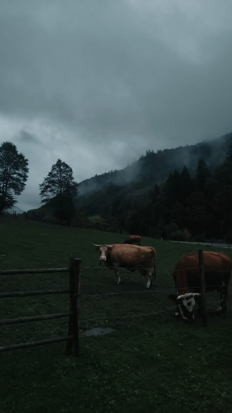 Foggy Hills Aesthetic, Foggy Forest Aesthetic, Dark Green Academia, Austria Aesthetic, Storm Images, Cottagecore Forest, Aesthetic Mountains, Tree Wallpaper Iphone, Cow House