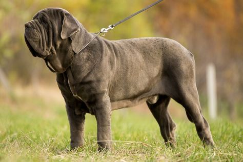 Meet the Massive Neapolitan Mastiff — The Spruce British Mastiff, Neapolitan Mastiff, Mastiff Breeds, Neapolitan Mastiffs, Tallest Dog, Big Dog Breeds, Mastiff Puppies, Group Of Dogs, English Mastiff