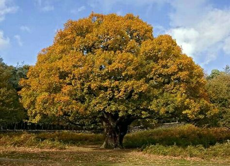 Mustard tree ❤ Oak Tree Pictures, Tree Leaf Identification, Black Oak Tree, Leaf Identification, Nature Desktop, Bonsai Tree Types, Picture Tree, Mighty Oaks, Old Oak Tree